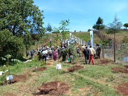 Image result for Macaranga kilimandscharica