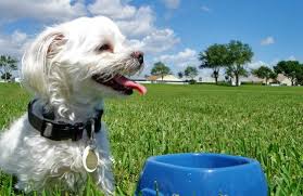 Stir the thick mixture well you may feed it to your dog twice a day. Vegan Dog Food That Your Dog Is Sure To Love Peta