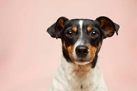 Treating dog separation anxiety can be frustrating to deal with. How To Treat A Dog With Separation Anxiety