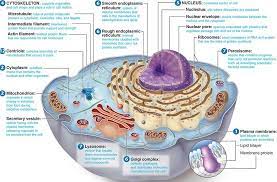 A cell membrane encloses the cytoplasm and all contents of the animal cell. Gudu Ngiseng Blog Animal Cell Parts And Their Functions