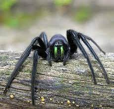 Segestria Florentina Is The Biggest European Segestriid Spider Some Common Names Are Tube Web Spider Or Cellar Spider Spider Spiders Scary Huge Spiders