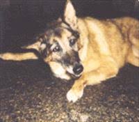 Chat w/ cat veterinarians online 24/7. Vestibular Disease In Dogs And Cats Veterinary Partner Vin