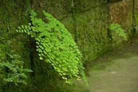 Image result for Pteridaceae