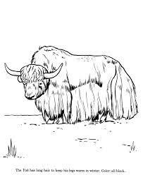 Animal Drawings Coloring Pages Wild Yak Animal Identification Drawing And Coloring Pages Animal Drawings Drawings Coloring Pages