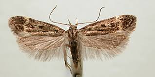 Image result for Chionodes continuellus