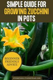 Zucchini is a delicious and nutritious vegetable that can be used in many recipes or even eaten on its own. Simple Guide For Growing Zucchini In Pots Stone Family Farmstead