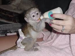 Pets And Animals For Sale In Springfield Illinois Puppy And Kitten Classifieds Buy And Sell Kittens And Puppies Capuchin Monkey Cute Baby Monkey Monkeys For Sale
