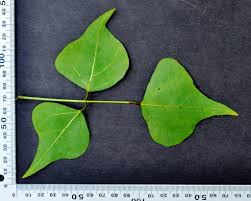 Image result for Erythrina lysistemon