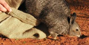 Shark Bay Wildlife Wa Australian Animals List Endangered Animals Australia Animals