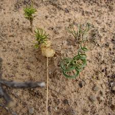 Image result for Dipcadi viride