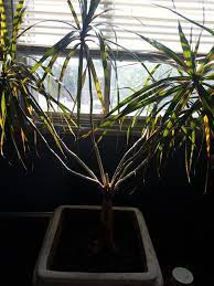 Check spelling or type a new query. Ask A Question Forum Dracaena Marginata Propagating Garden Org