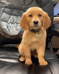 South Wilton Veterinary Group