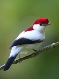 Small Yellow Bird With Red Cheeks Pin On Coloring Books