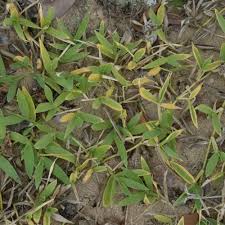 Image result for Microstegium fasciculatum
