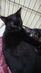 Jun 16, 15:04 kuala lumpur. Cats For Adoption All Ages From Kelantan Malaysia Petfinder My