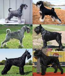 Giant schnauzer next to person. Schnauzer Wikipedia