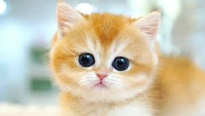 We love funny cat names, so we made an inspired list of over 200 funny cat names for male and female fluffy furballs. Cute Cat Cute Dog Home Facebook