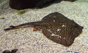 Echte rochen fressen bodenbewohnende organismen. Gefleckter Rochen Sylt Aquarium