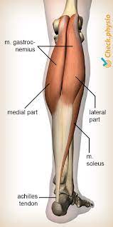 The plantaris, the gastrocnemius and the soleus. Calf Muscle Tear Physio Check