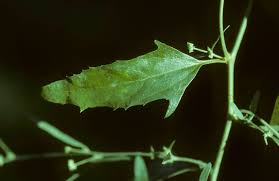 Image result for Atriplex patula