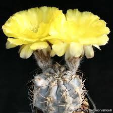 Image result for Canthium glaucum