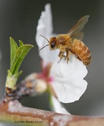 Bees spread pollen from plant to plant in a process called pollination. California S Almond Pollination Season Just Buzzin Bug Squad Anr Blogs