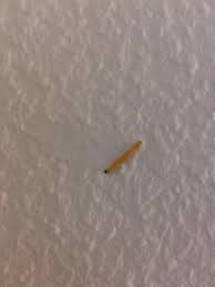 So entsorgen sie fliegenpuppen richtig aus den eiern, die die fliege auf dem müll ablegt, entwickeln sich bis zu 12mm lange larven. Was Sind Das Fur Tierchen In Der Wohnung Siehe Bilder Tiere Insekten Schweiz