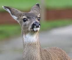 Blacktail Deer Headshot Photograph By Bob Vondrachek Смотрите видео shooting deers онлайн. blacktail deer headshot by bob vondrachek