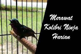 Kolibri ninja semakin hari semakin digemari para pecinta burung kicau. 9 Cara Merawat Kolibri Ninja Harian Agar Cepat Gacor Hewan Id