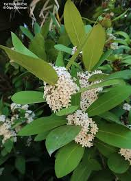 Image result for Acokanthera schimperi