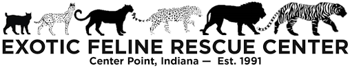 These cats cannot return to the wild, as they would not survive due to their captive upbringing. Exotic Feline Rescue Center