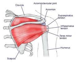The rotator cuff muscles are important stabilizers and movers of the shoulder joint. Shoulder Anatomy Best Orthopaedic Doctor For Shoulder Problems Bangalore