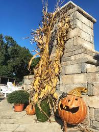 It is perfect for doors, windows, walls, mantles for office, restaurant and retail stores decoration or as a gift. 5 Fall Decorating Ideas Jack Frost Landscapes Garden Center
