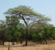 Image result for Terminalia sericea