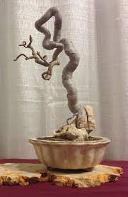 Maybe you would like to learn more about one of these? Bursera Simaruba ë¶„ìž¬
