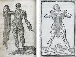 Man body anatomy medical illustration for biology infographics, stomach kidneys heart liver lungs. Under The Skin Illustrating The Body Rcp Museum
