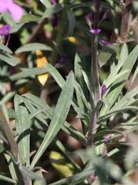 Eine sonnige lage ist der passende standort. Goldlack Bowles Mauve Finde Deine Neue Staude Online Ratgeber