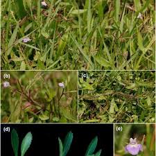 Image result for Linderniella gracilis