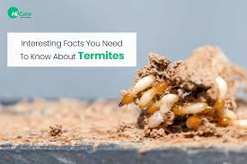 6 Interesting Facts About Termites | HiCare