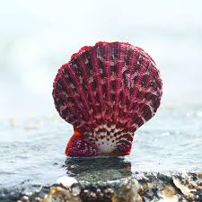 Would be pretty with air plants. Conch Shell Clam Snail Specimens Giant Clam Shells Sea Shells Craft Seashell Craft Sea Shell Decoration Sea Shells Natural Shells Starfishes Aliexpress