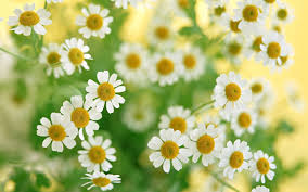 Image result for white flowers