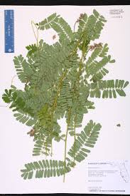 Image result for Abrus canescens