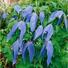 If planted in sunny area make sure to mulch around base of plant. Clematis Alpina Frances Rivis Pflanzen Fur Dich De 5 95