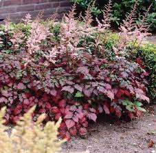 Colour Flash Astilbe Blush Coloured Blooms With Great Foliage Colour In Fall Nice For The Shade Garden Shade Plants Landscaping Plants Shade Garden