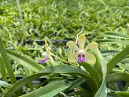 Check spelling or type a new query. Papilionanda Motes Pale Fire Pda Naoki Kawamura æ²³æ' ç›´ç´€ X V Ustii 2233 Motes Orchids