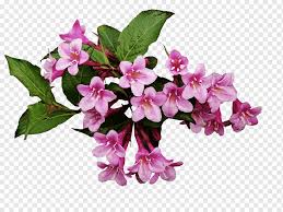 Check spelling or type a new query. Flowering Plant Flowering Plant Small Flowers Violet Branch Flower Png Pngwing