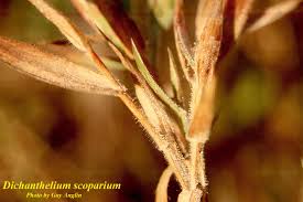 Image result for Dichapetalum deflexum