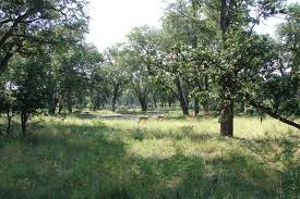 Image result for Xanthocercis zambesiaca