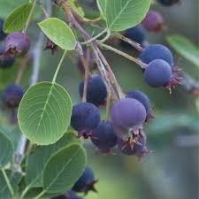 Felsenbirne Amelanchier Ovalis Einheimische Baume Einheimische Pflanzen Pflanzen