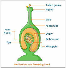 Buy egg box labels and get the best deals at the lowest prices on ebay! Draw A Neat Sketch Showing Fertilization In A Flowering Plant And Label The Following Parts In It I The Part Science How Do Organisms Reproduce 13343917 Meritnation Com